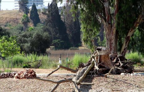 Restoring Tel Aviv’s Yarkon River / Rosh Tzipor Forest